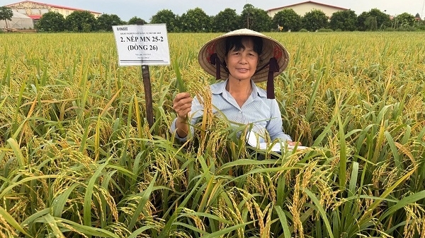 Nữ kỹ sư nông nghiệp 'gieo vàng' trên cánh đồng quê hương