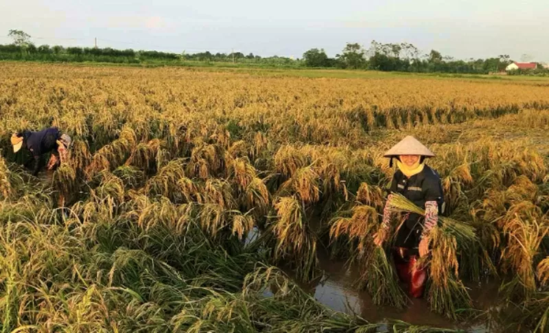 Vẻ đẹp phụ nữ Việt Nam tỏa sáng qua từng khoảnh khắc lao động