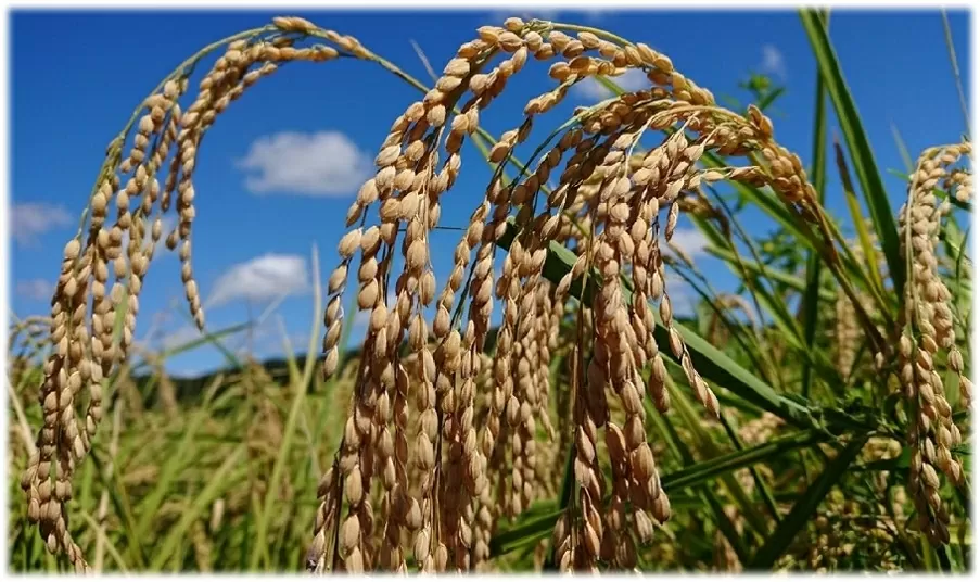 Biến bữa ăn học đường thành khoản đầu tư cho tương lai: Câu chuyện từ thành phố hữu cơ Kisarazu Nhật Bản Biến bữa ăn học đường thành khoản đầu tư cho tương lai: Câu chuyện từ thành phố hữu cơ Kisarazu Nhật Bản