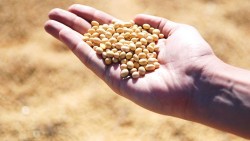 Trung Quốc nối lại nhập khẩu đậu tương Mỹ: Đã mua nhưng chưa đủ?