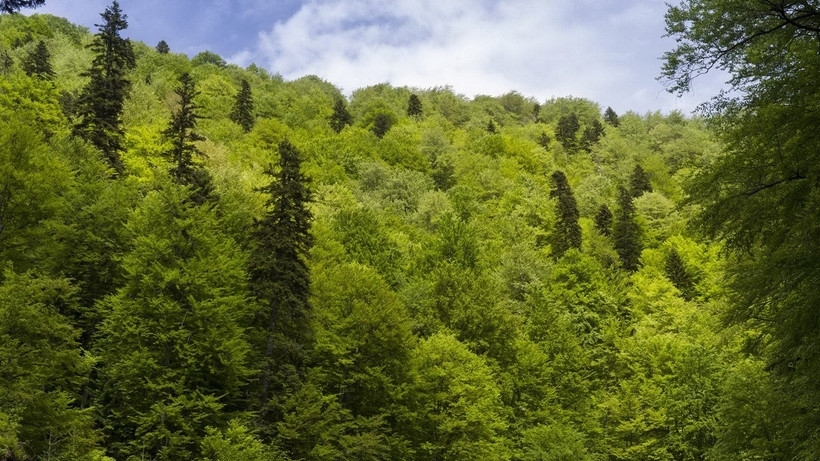 Các khu rừng châu Âu đang trở thành nhà máy thải CO2