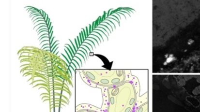 Trung Quốc lần đầu phát hiện quá trình khoáng hóa sinh học đất hiếm ở cây dương xỉ