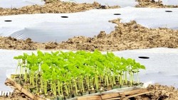 TP. Đà Nẵng: Vượt khó do thiên tai, người nông dân làng rau Bàu Tròn khôi phục vụ Tết Nguyên đán