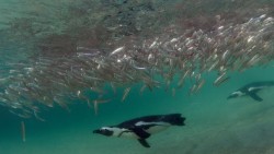 Khủng hoảng sinh tồn của chim cánh cụt châu Phi