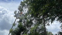 Lịch cúp điện Quảng Ngãi hôm nay ngày 10/12/2025