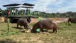 Giáng sinh đặc biệt cho động vật được giải cứu tại vườn thú của Colombia