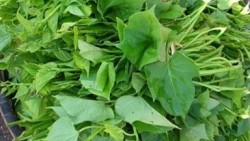 Rau lang hữu ích cho ‘công cuộc’ cải thiện số đo cân nặng