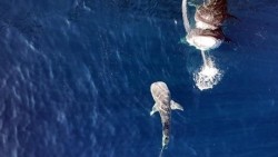 Phát hiện cá mập voi con ở Indonesia đánh dấu bước đột phá trong nghiên cứu