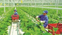 ADB 'bắt tay' BIDV rót 250 triệu USD hỗ trợ nông nghiệp bền vững và chống biến đổi khí hậu