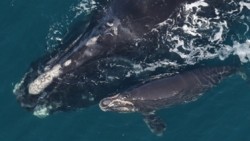 Quần thể cá voi đầu bò Bắc Đại Tây Dương quý hiếm sinh nhiều con hơn nhưng vẫn có nguy cơ tuyệt chủng