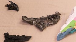 Hóa thạch cho thấy khủng long có sừng từng sinh sống ở châu Âu