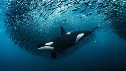 Hiệp định biển cả có hiệu lực: Cột mốc lịch sử trong quản trị đại dương