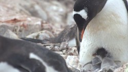 Nam Cực tăng nhiệt độ, chim cánh cụt thay đổi mùa sinh sản với tốc độ sớm kỷ lục