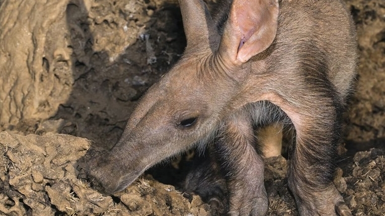 Hơn 10 loài động vật có vú ở miền Nam châu Phi đối diện với nguy cơ tuyệt chủng