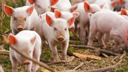 Giá heo hơi hôm nay 24/1: Cả 3 miền tăng trưởng đồng nhất, thị trường giao dịch trong khoảng từ 72.000 - 80.000 đồng/kg