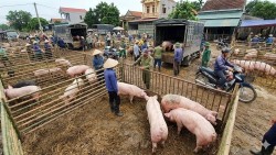 Giá heo hơi hôm nay 26/2: Miền Bắc và Trung đồng loạt rớt giá mạnh, đỉnh neo ở giá 72.000 đồng/kg