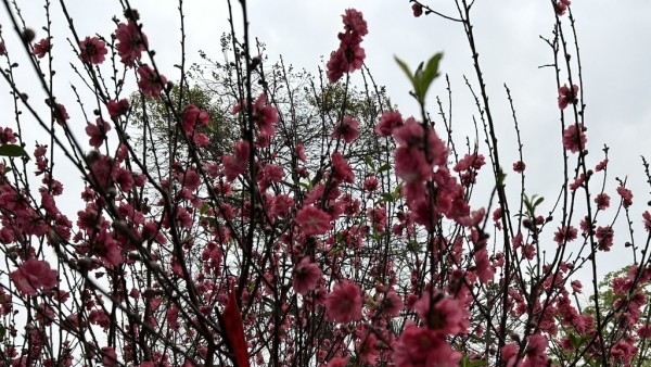 Dự báo thời tiết ngày mai 17/2 (Mùng 1 Tết Nguyên đán Bính Ngọ 2026): Bắc Bộ trời lạnh, mưa nhỏ rải rác; Đông Nam Bộ nắng nóng trên 35 độ C