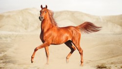 Người Bedouin và vó ngựa sinh tồn trên sa mạc