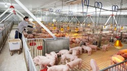 Giá heo hơi hôm nay 22/4: ‘Lặng sóng’ trên cả 3 miền, dao động quanh mức 63.000 – 69.000 đồng/kg