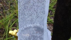 Dùng muỗi làm 'thiết bị' giám sát động vật hoang dã ở Australia