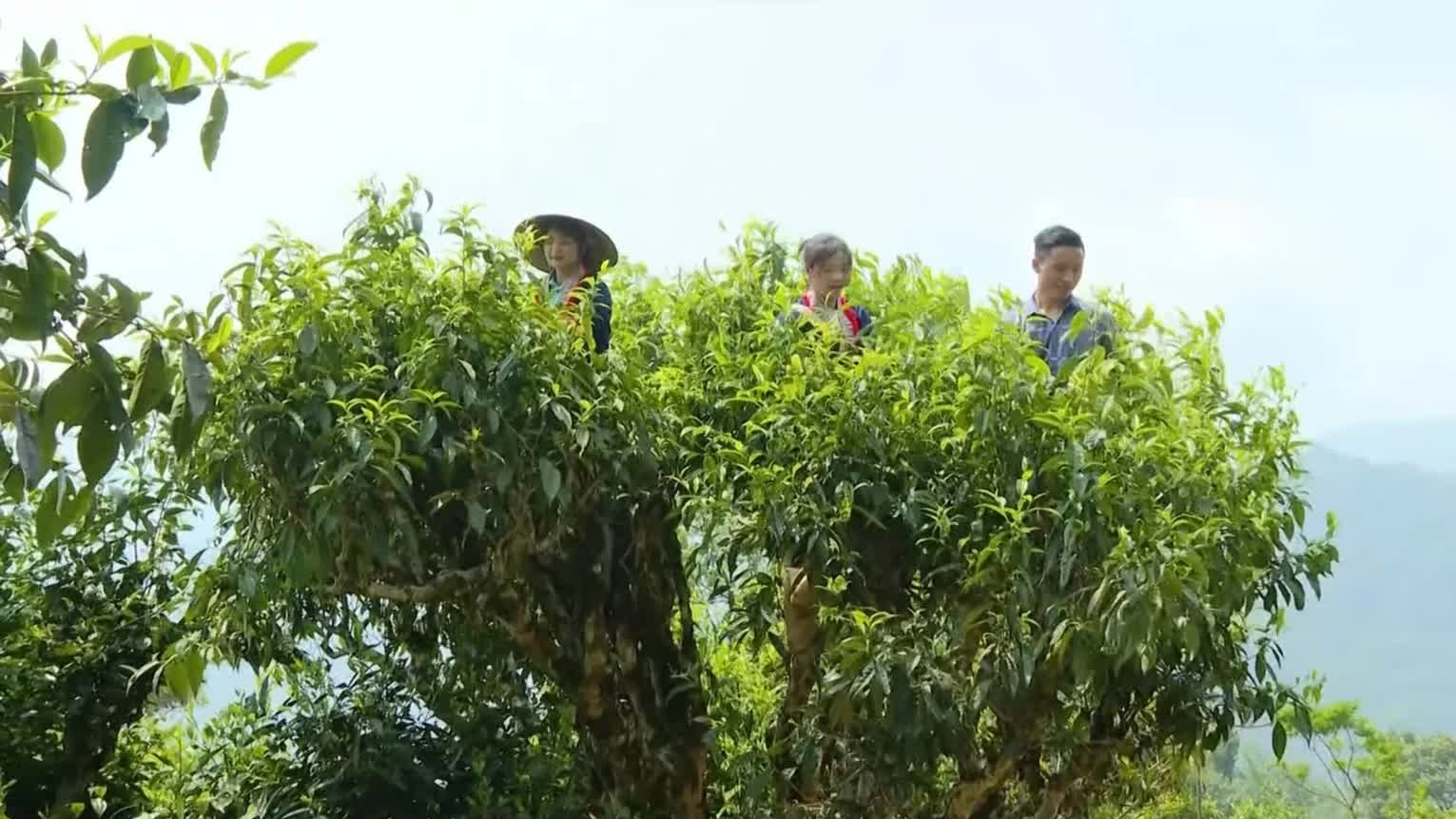 Phát huy giá trị vùng chè Shan Tuyết cổ trong phát triển du lịch nông nghiệp tuần hoàn ở xã Hồ Thầu (Tuyên Quang)