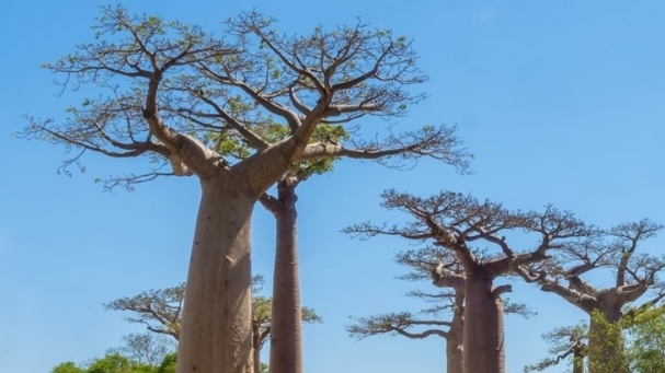 Giải mã lịch sử khí hậu 700 năm của Madagascar từ cây bao báp cổ thụ