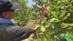 Campuchia đẩy mạnh xây dựng bản sắc thương hiệu quốc gia thông qua một động thái