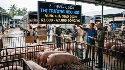 Giá heo hơi hôm nay 20/7: Quay đầu giảm nhẹ tại một số địa phương, vùng giá giao dịch từ 62.000 - 67.000 đồng/kg