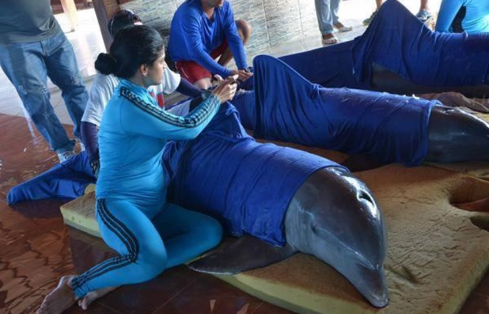 Chiến dịch không vận giải cứu cá heo khỏi bão Irma ở Cuba