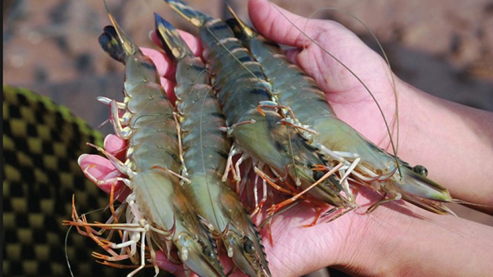 Tạo thương hiệu mạnh, tăng sức cạnh tranh cho con tôm Việt