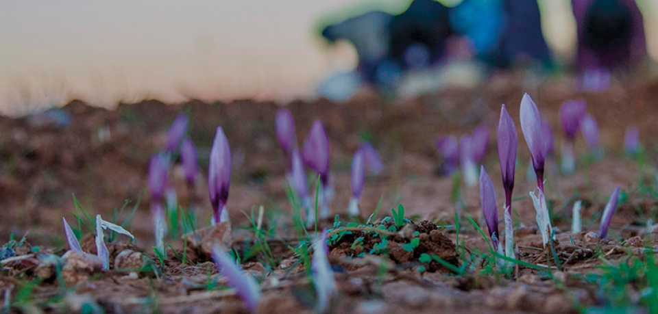 cau chuyen trong vang do cua nguoi dan morocco