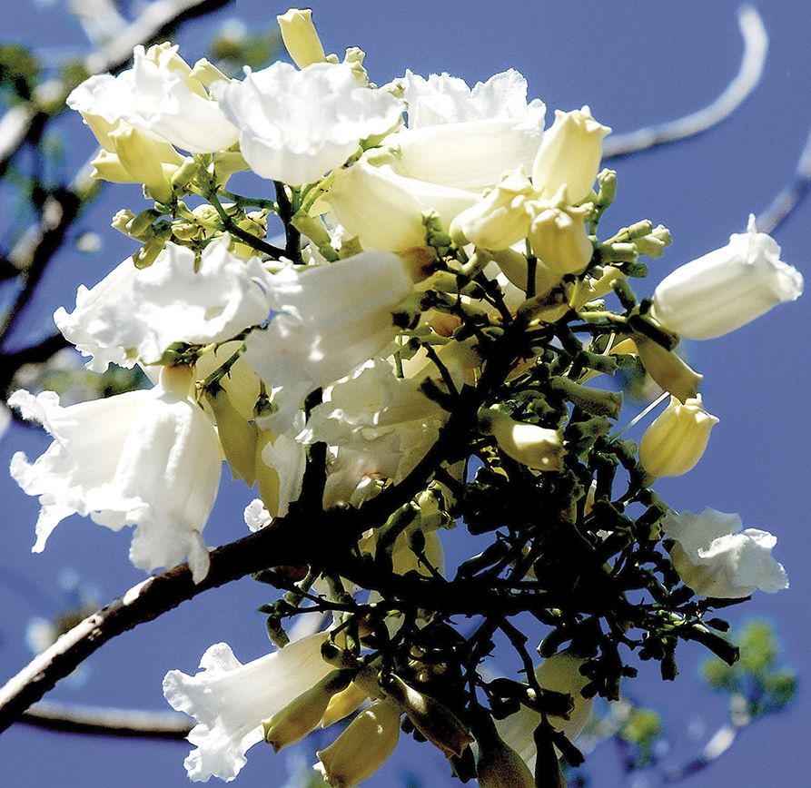 nu tien si nang no voi da lat