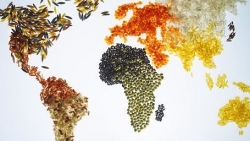 Đại dịch Covid-19 và bài toán an ninh lương thực