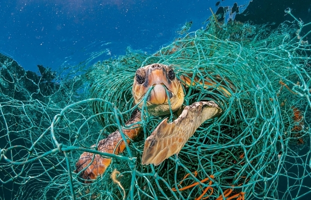 Bảo vệ Đại dương thế giới: Vì tương lai loài người