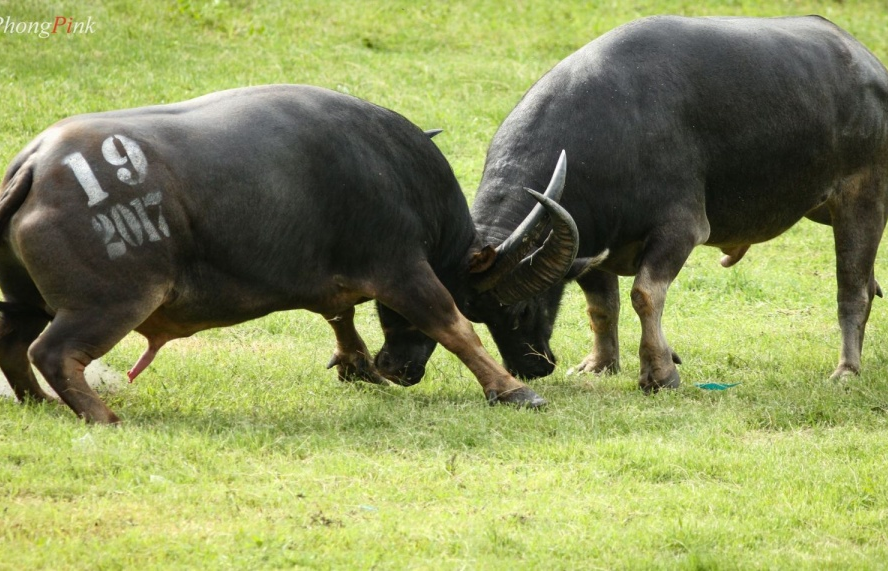 Đưa lễ hội chọi trâu Đồ Sơn về đúng giá trị gốc