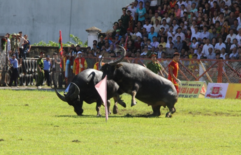 Xem xét đưa lễ hội chọi trâu Đồ Sơn khỏi danh mục di sản cấp quốc gia