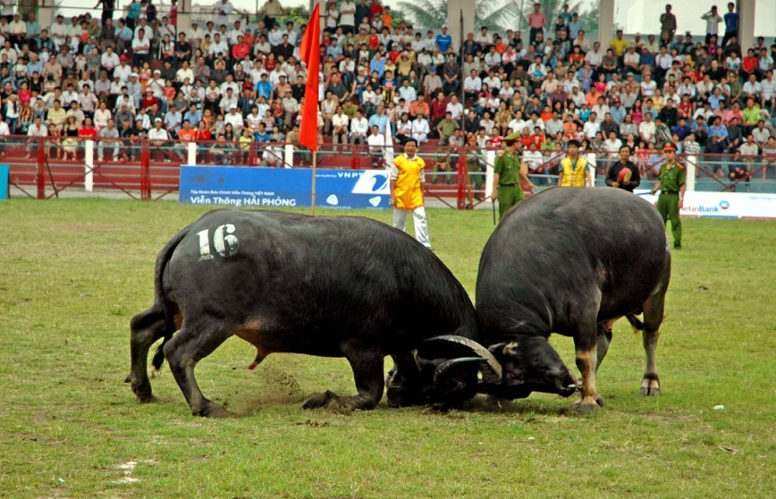 Văn hóa nhìn từ lễ hội chọi trâu