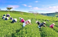 mau thuan noi bo noi cac thai lan chua xem xet de xuat tham gia hiep dinh cptpp