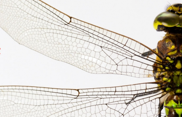 “Chuồn chuồn” Trung Quốc khiến Google chao đảo