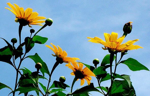 Đà Lạt xôn xao mùa Dã Quỳ