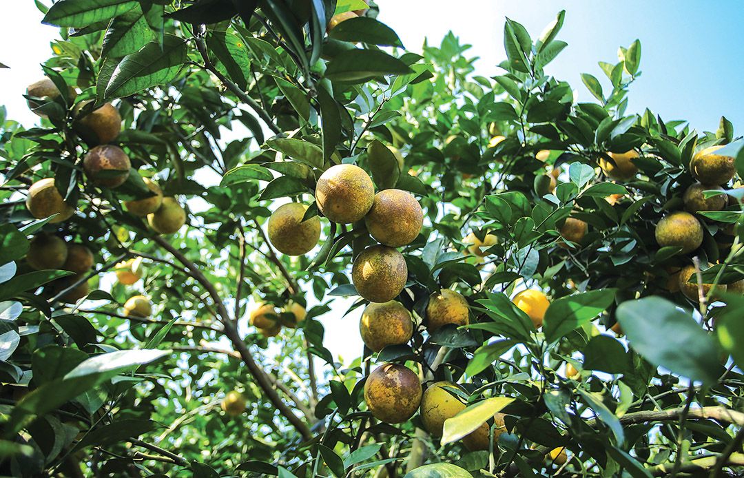 nhom phu nu cong dong asean lac giua mua cam