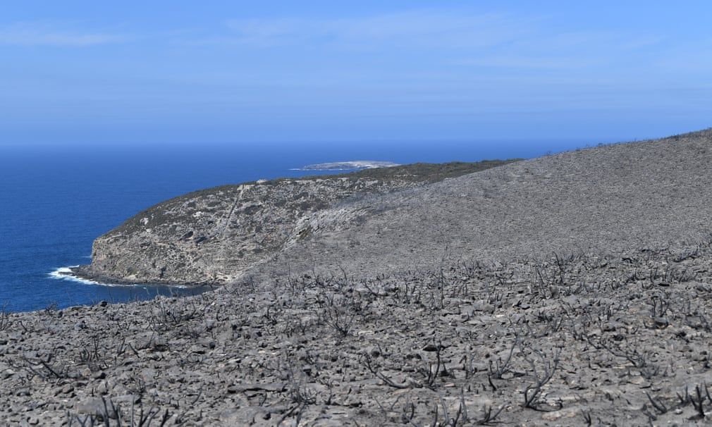 quang canh hoang tan o dao kangaroo sau tham hoa chay rung