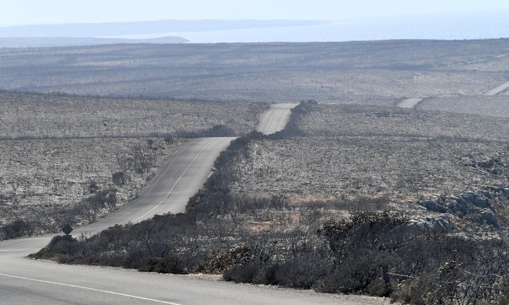 quang canh hoang tan o dao kangaroo sau tham hoa chay rung