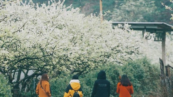 Đến Mộc Châu, ngắm thiên đường hoa mận trắng