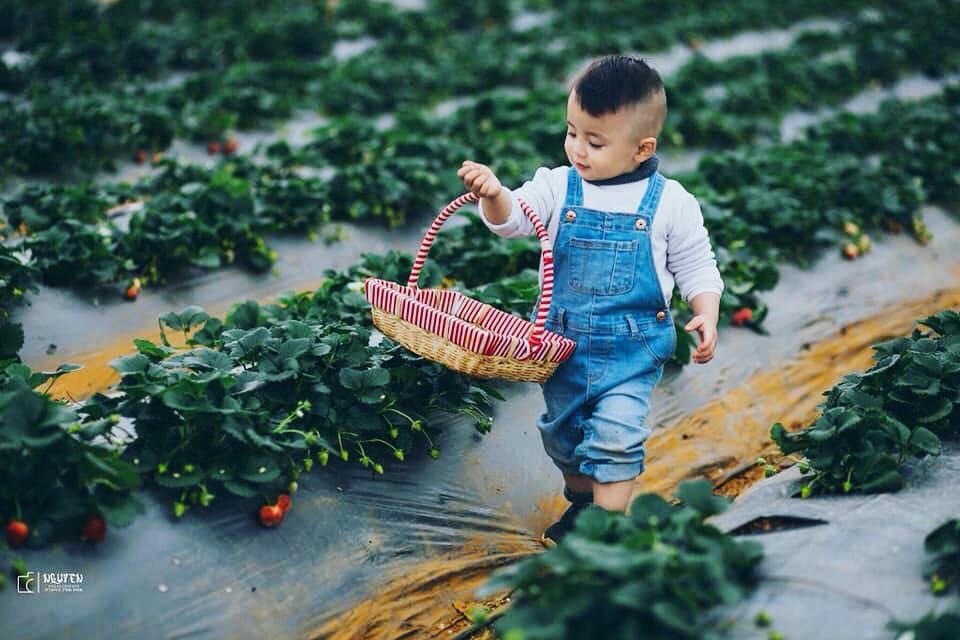 Đến Mộc Châu, ngắm 'thiên đường' hoa mận trắng