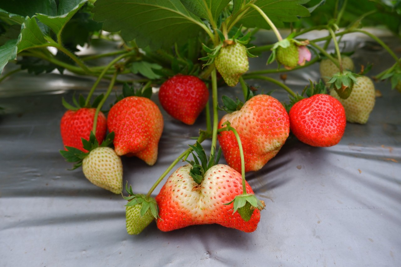 Đến Mộc Châu, ngắm 'thiên đường' hoa mận trắng