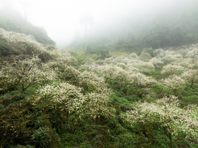 Đến Mộc Châu, ngắm 'thiên đường' hoa mận trắng