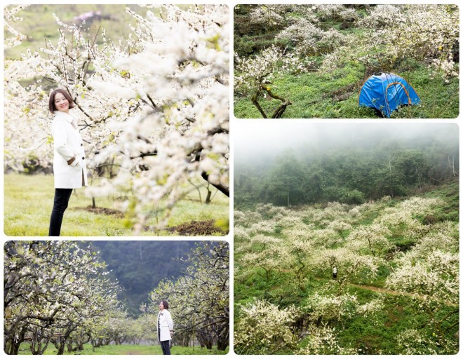 Đến Mộc Châu, ngắm 'thiên đường' hoa mận trắng