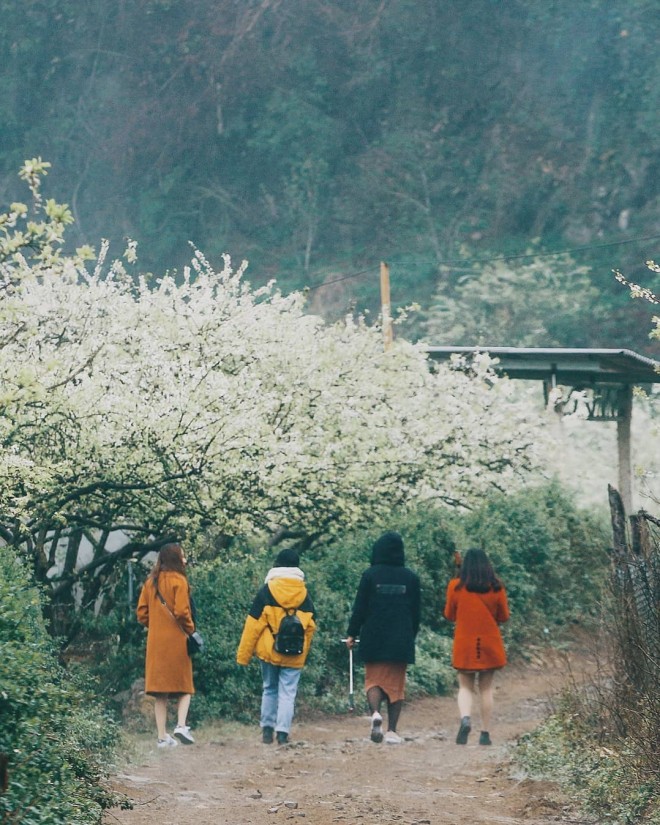 Đến Mộc Châu, ngắm 'thiên đường' hoa mận trắng