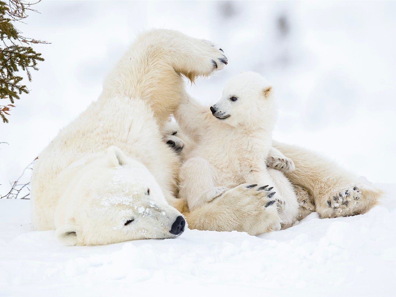 nhung tac pham nhiep anh xuat sac ve gau bac cuc chua te vung bang gia